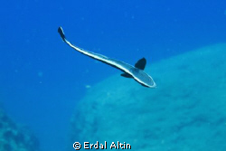 remora by Erdal Altın 